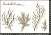 embellissement en français pour le scrapbooking Grands Branchages d'Automne, en Carton bois